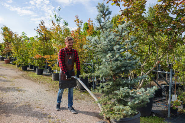 Maywood, NJ Tree Removal and Landscaping Services Company